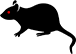 Dératisation 
